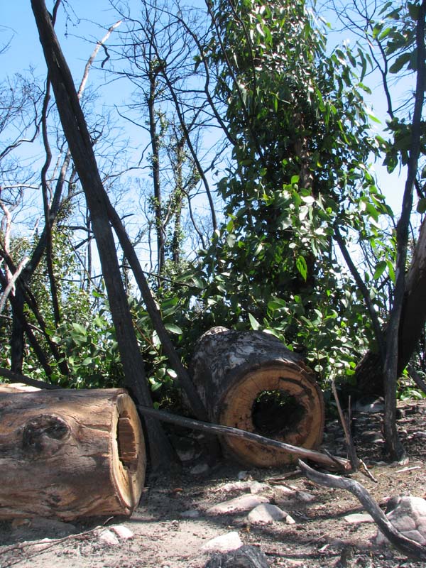 Forest Regeneration